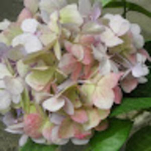 Meet your Posher, Dolores